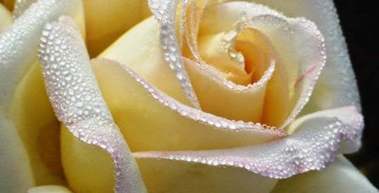 Cuentos con moraleja: “La muerte de la rosa”