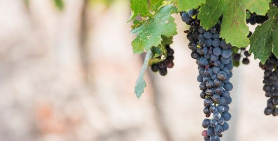 Comentario al Domingo XXV del Tiempo Ordinario