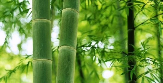 Cuentos con moraleja: hágase tu voluntad