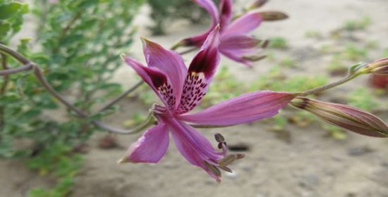 Cuentos con moraleja: “¡Qué lejos andamos de la auténtica riqueza!