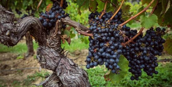 Comentario al Domingo V de Pascua