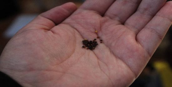 Comentario al Domingo XI del Tiempo Ordinario