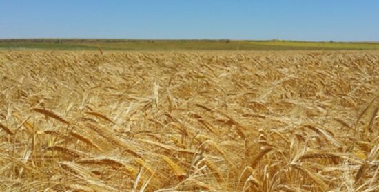Comentario al XI Domingo del Tiempo Ordinario