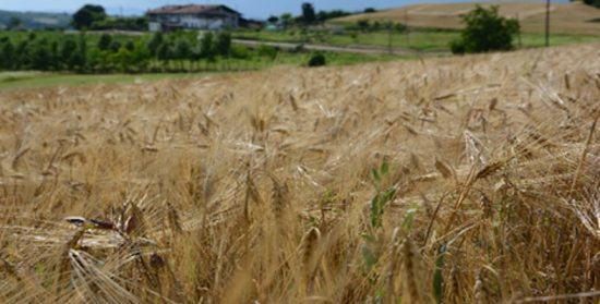 Comentario al XVI Domingo del Tiempo Ordinario