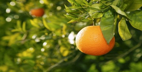 Cuentos con moraleja: «Para cuando el fruto no se ve»