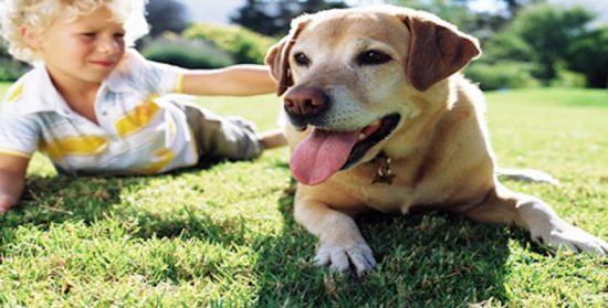 Cuentos con moraleja: «¿Por qué el perro mueve la cola delante de su amo?
