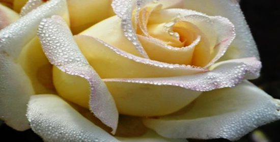 Cuentos con moraleja: la muerte de la Rosa