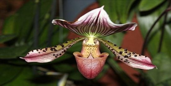 Cuentos con moraleja: «Como una bella flor»