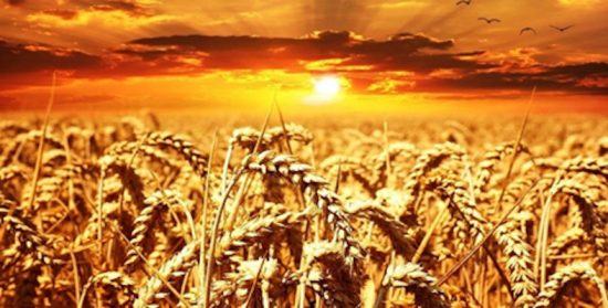 Comentario al XIV Domingo del Tiempo Ordinario