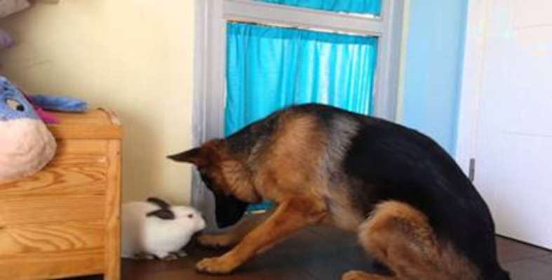 Cuentos con moraleja: “El perro y el conejo”