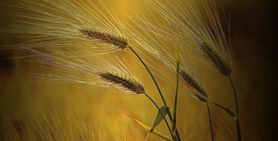Cuentos con moraleja: “El sufrimiento de una espiga”