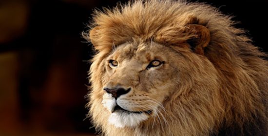Cuentos con moraleja: «El poder curativo del bigote del león»